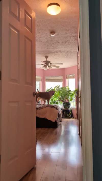 Working from home and cought them howling together