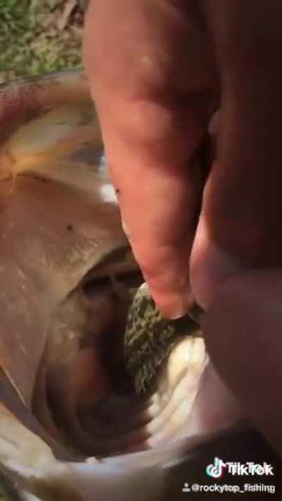 Fish eating fish eating fish