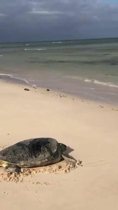 Saving a flipped over turtle