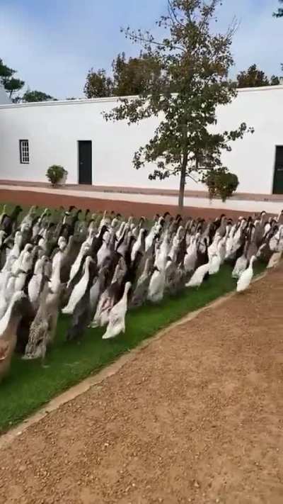 Indian runner ducks going in the field to clean the crops by eating pests like slugs, snails, and beetles, and by providing natural fertilizer through their droppings.