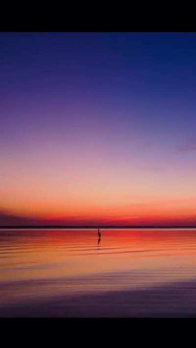 A moment of Zen. A Blue Heron watches the Sunrise