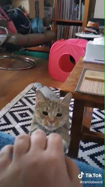 Cat dodges table with its ear