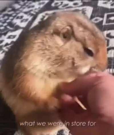 I put dwarf voice lines over prairie dogs