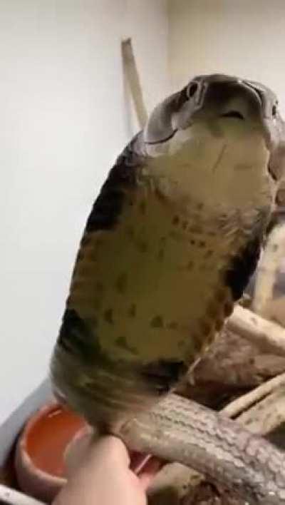 King Cobra gets up close and personal with the person who posted this first... Not me! No way!
