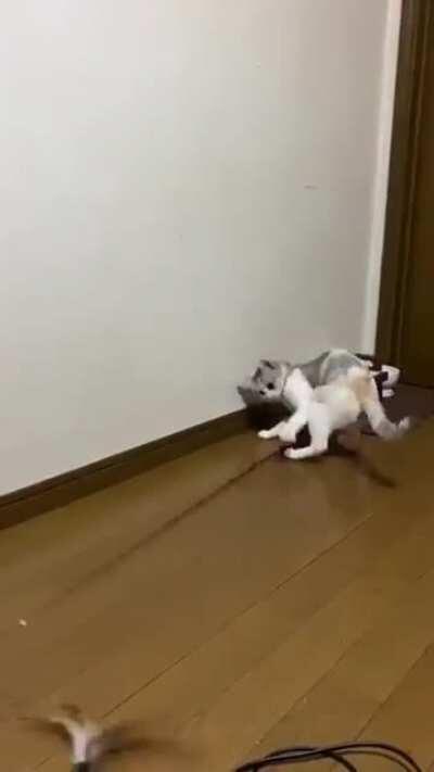 No one is free to play with this fellow