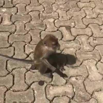 Monke knows this is the only right way to eat Oreos.