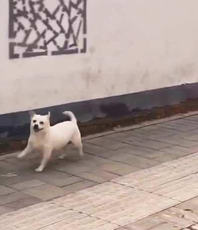 Happy little fella..