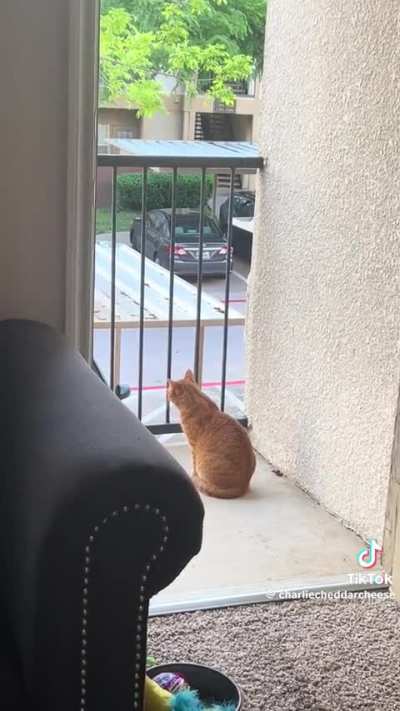 cat's gettin a front row seat