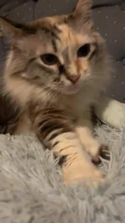 Leeloo Dallas Meowltipass one year cancer free!!