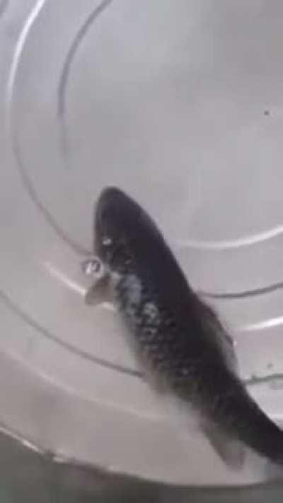 Totally frozen fish comes back to life, no worse for the wear.