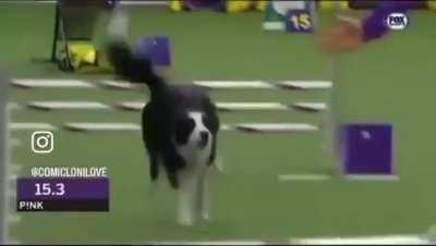 Border Collies are estimated to be the only dog breed that can recognize over 1,000 nouns! They can also learn a new command in less than five repetitions and obey it at least 95% of the time.