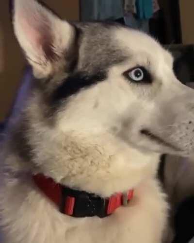 Guilty dog cute reaction