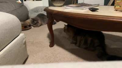 One of us is pleased with the toy. One of us is being a little weird, watching from under a table.