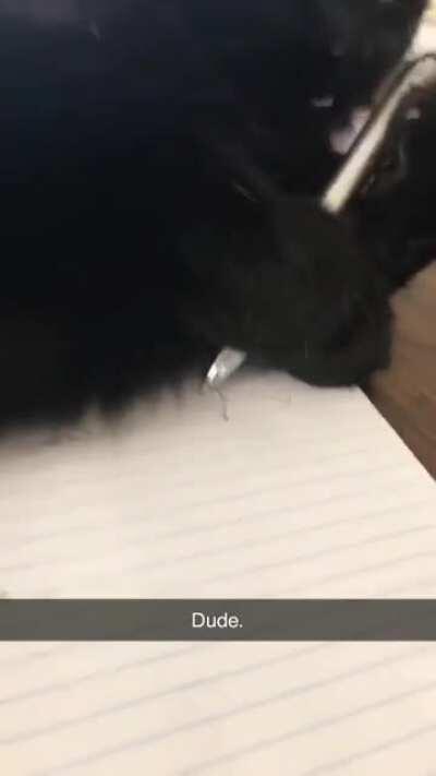 Excellent use of teef and murder mittens. A+ art.