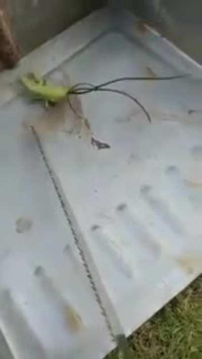 Thanks, I Hate Hairworms