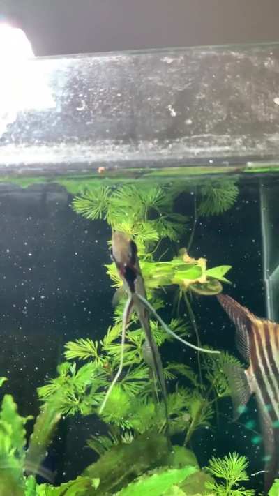 Food coming out of gills??