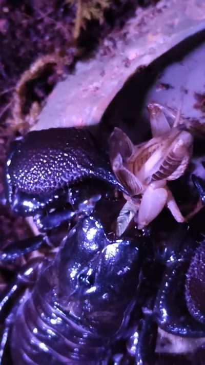 Rare sight of my young Emperor accepting food outside of his hide