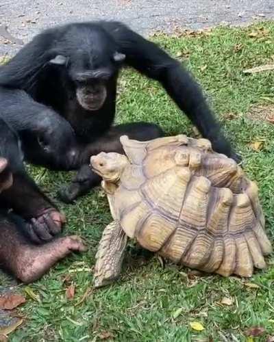 Here ya go little shelled friend!