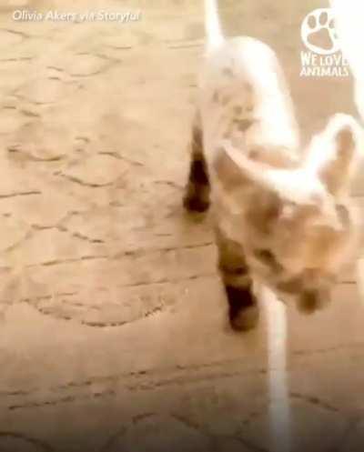 Dog Adopts Lamb That Was Abandoned By Its Mother