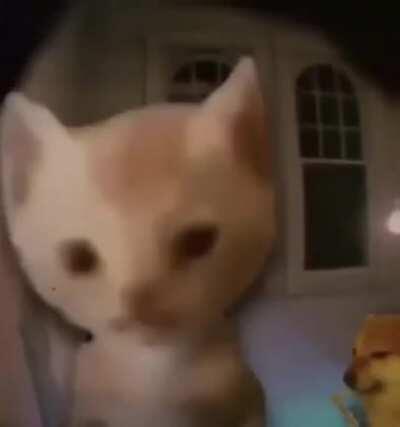 CHEEMS loves classic music!