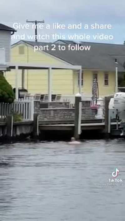 Chad saves a baby deer from drowning