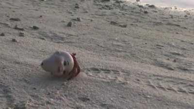 Hermit Crab using a discarded doll’s head as a new shell