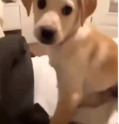 Messing with the dog