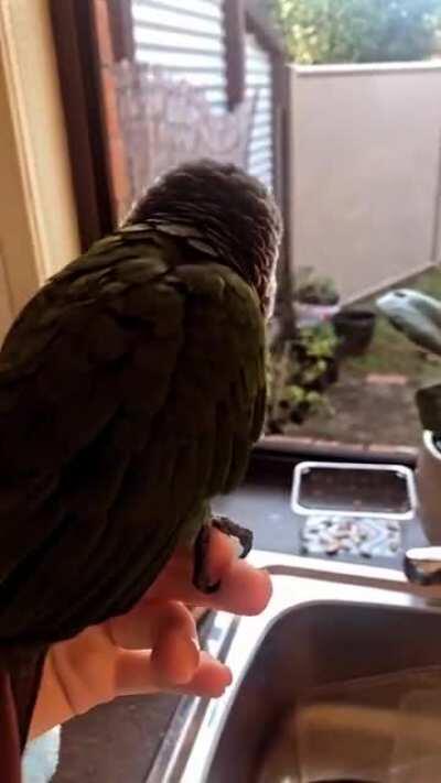 Morning singing with the kettle