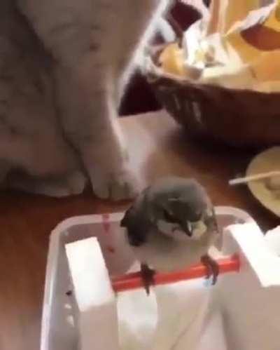 Touch tha Bird
