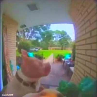 rock jonhson approved 👍👍👍✅✅