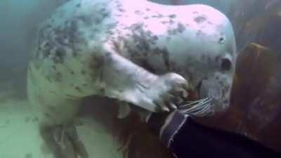 🔥 Seals really are just aquatic dogs