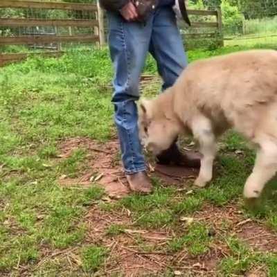 Grass puppy in a good MOOd