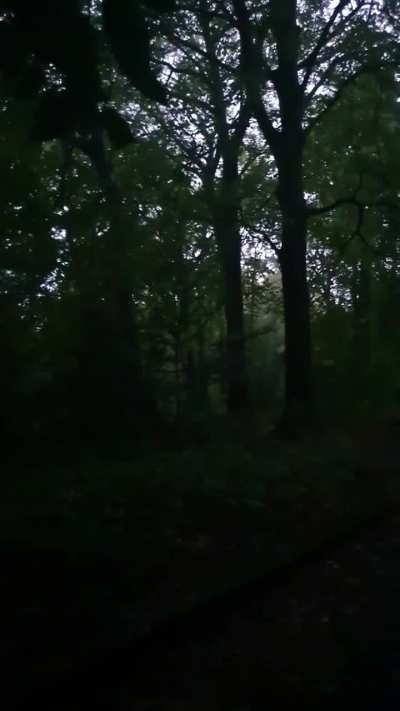Stand in the woods in the rain with me