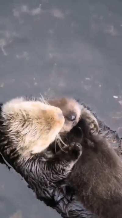 🔥The sea otter (Enhydra lutris) with her pup