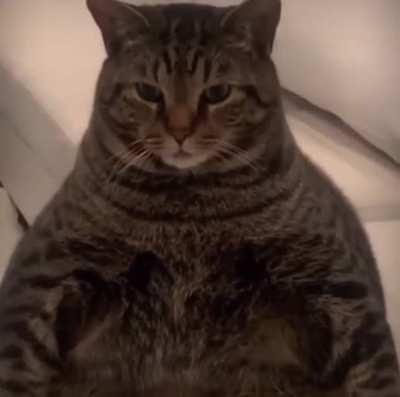 LPT. Get so chonky to keep you upright while sitting.