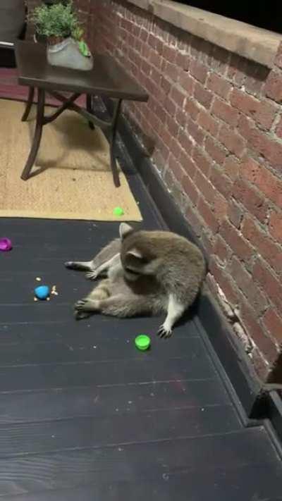 My Wildling visiting this morning for his Easter egg treats