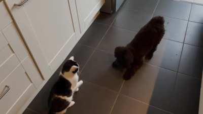 Jules likes the cat, the cat doesnt like Jules