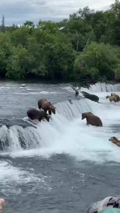 Just got back from brooks falls in katmai national park. Bears aplenty, it was amazing and mesmerizing!
