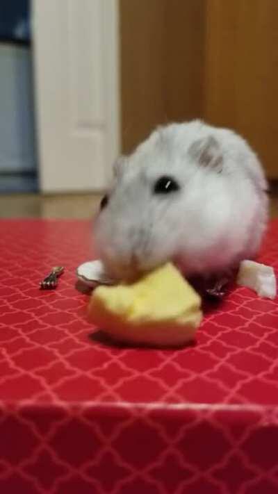 sylvester's first time eating a hard boiled EGG 🥚!!