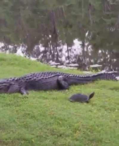 Blursed_Sad Crocodile