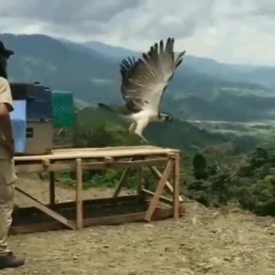 A very important rewilding of a critically endangered Philippine eagle