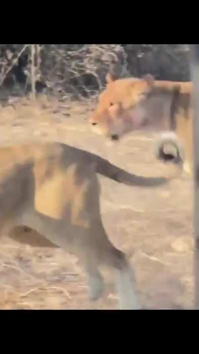 An intense fight between lionesses from different prides was spotted in chobe national park (Botswana)