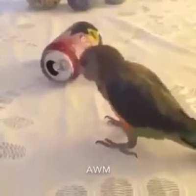 the can was just chilling