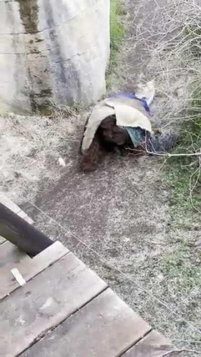 Orangutans at the zoo 😂