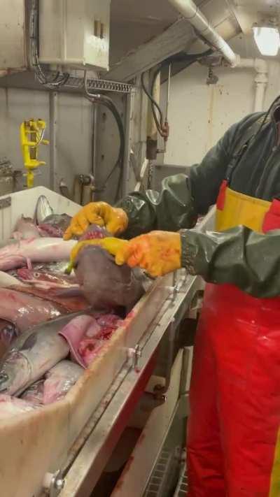 Wolfish bite after they are dead.