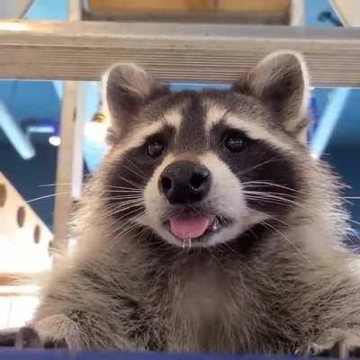 A serious case of blep