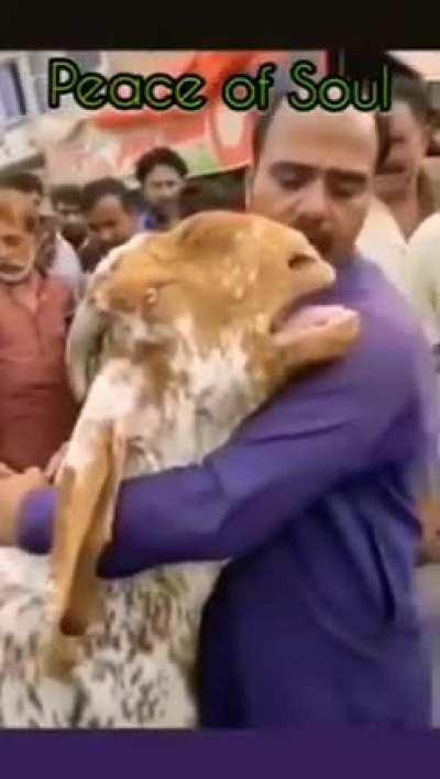 Goat crying just before getting slaughtered on Eid.
