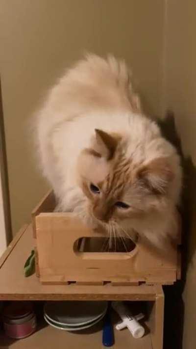 Cuddle roll failed successfully