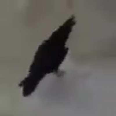 2h6 is 6y3 g48w honk8ny ,6)8(4, ga58 