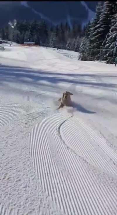 This Good Boy Is Having The Best Day Ever